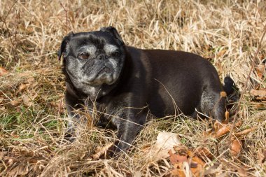 adlandırılmış adelheid Ocak ayında kış güneşi rahatlatıcı Güney Almanya park alan yapıyor Pug mops