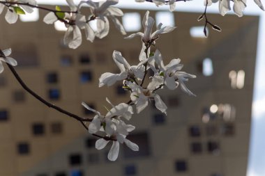 Bahar çiçeği şube Güney Almanya mutlu tatil rahatlatıcı tarihi şehir içinde şehir cepheler üzerinde ağacının sıcak güneşin tadını çıkarın