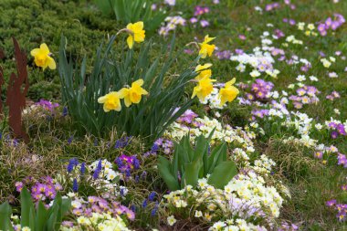 yeşil çim mutlu iyimser bakmak Güney Almanya'da Doğu bahar çiçekleri
