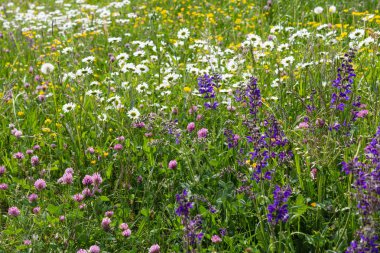 sprimgtime çayır çiçeği Güney Almanya'nın kırsal kırsal kesimde
