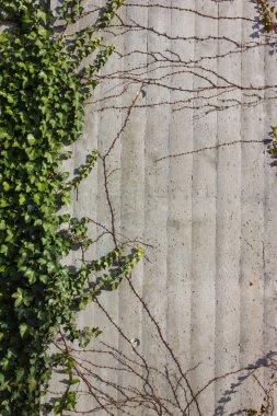 sarmaşık dalları ile beton duvar