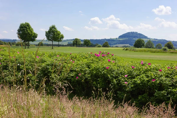 Wide View Beautiful Spring Meadow Flowers Blue Sky Sunny Day — Stock Photo, Image