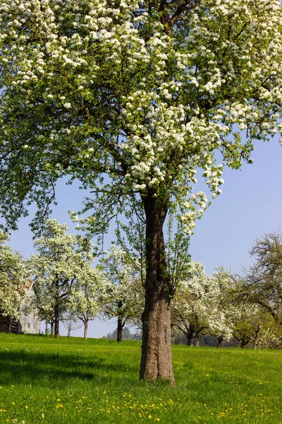 Детали Яблони Цветком Горизонте Голубое Небо Солнечная Весна Яблоня Листва — стоковое фото