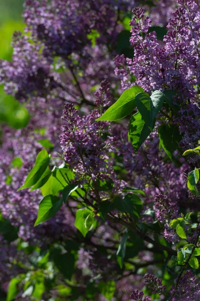 Primavera Florescer Prado Verde Sol Dia Feliz Sul Alemanha Campo — Fotografia de Stock