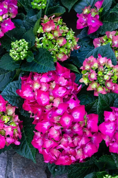 Flores Colores Una Tienda Jardín Primavera Sur Alemania —  Fotos de Stock