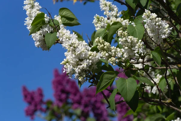 Springtime Blossom Blue Sky Sunshine Happy Day South Germany Countryside — Stock Photo, Image