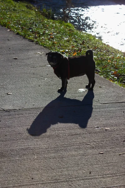 Pug Mops Named Adelheid Having Fun Walking Sunny December Advent — Foto de Stock