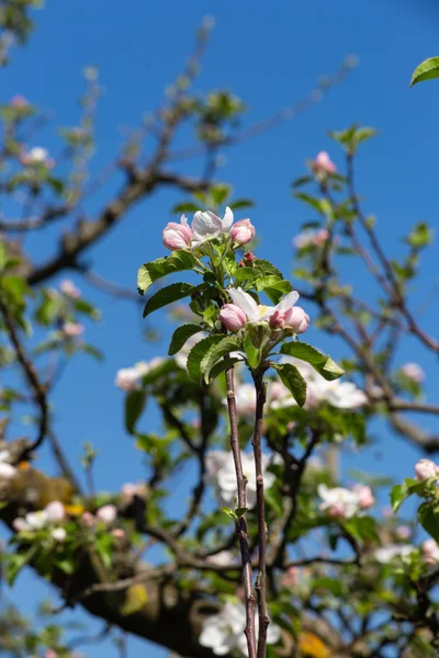 Південній Німеччині Сільській Місцевості Appletree Цвітуть Листя Красиві Синє Небо — стокове фото