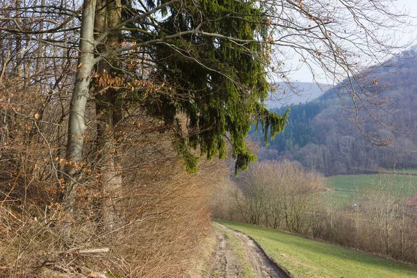 나무와 독일에 월에서 — 스톡 사진