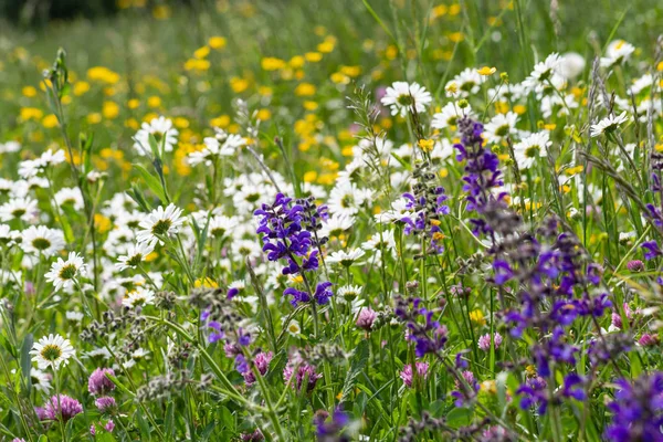 Fioritura Prati Primavera Nella Campagna Rurale Della Germania Meridionale — Foto Stock