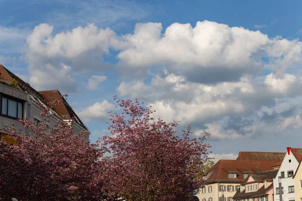 Wiosna Blossom Gałęzi Drzewa Fasady Miasta Historycznym Mieście Południowe Niemcy — Zdjęcie stockowe