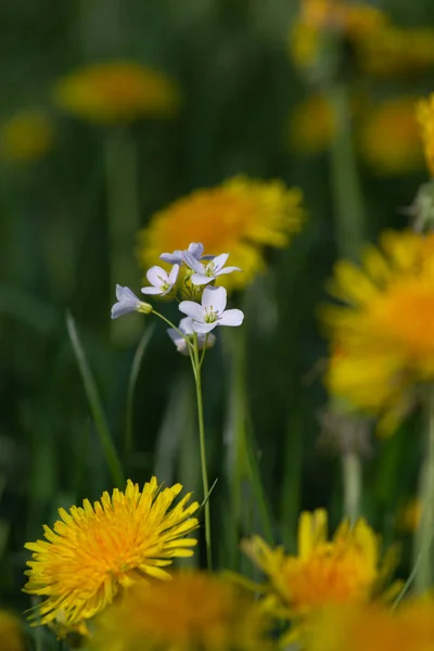 Prado Diente León Día Optimista Soleado Primavera — Foto de Stock