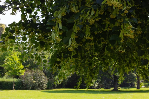 Lindenblüte Historischen Park Einem Sonnigen Tag Mit Blauem Himmel — Stockfoto