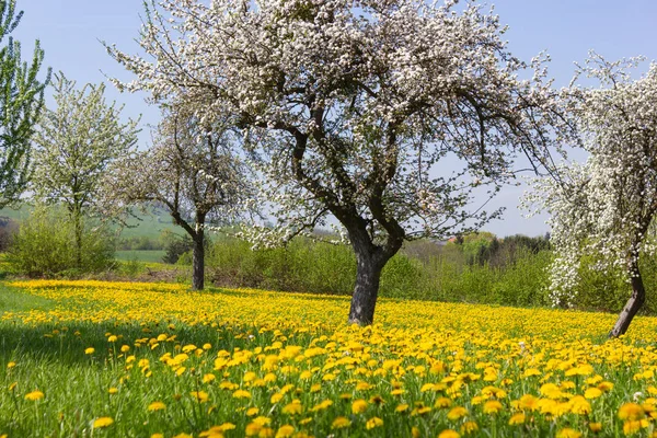 Césped Flores Primavera Una Mañana Abril Soleado Feliz Campo Rural — Foto de Stock
