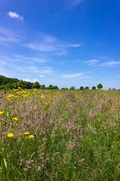 Weite Sicht Auf Schöne Frühlingswiesen Blumen Blauen Himmel Sonniger Tag — Stockfoto