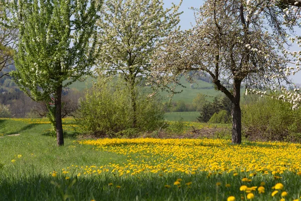 Apfelbaum Löwenzahn Frühling Blühende Wiese Süddeutschland Landschaft Blauer Himmel Tag — Stockfoto