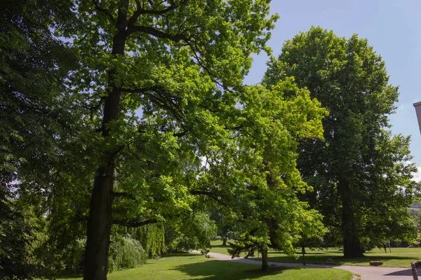 Árboles Verdes Primavera Parque Ciudad Del Sur Alemania Paisaje Histórico — Foto de Stock