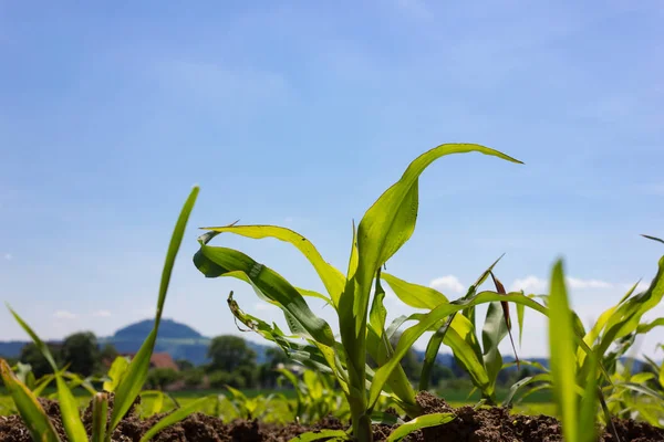 Campo Maíz Joven Bajo Cielo Azul Sol Día Primavera Sur —  Fotos de Stock