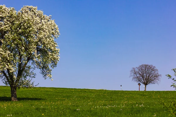 Tree Leaves Horizon Blue Sky Sunny Springtime Apple Blossom Green — Stock Photo, Image
