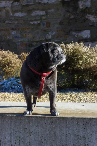 Mops Mopy Názvem Adelheid Baví Chodit Slunečného Dne Adventní Prosinec — Stock fotografie