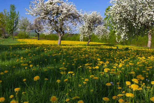 Löwenzahn Und Apfelbaum Blühenden Blauen Himmel Bei Frühlingshaften Ländlichen Gegenden — Stockfoto