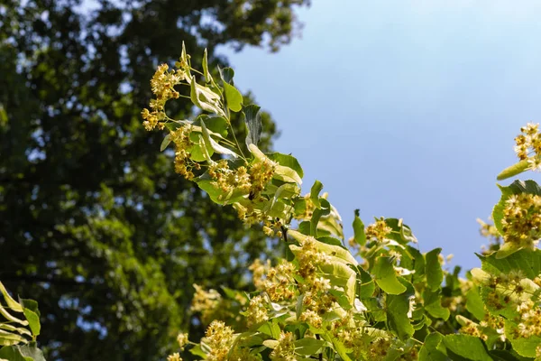Tilleul Fleurissent Dans Parc Historique Par Une Journée Ensoleillée Ciel — Photo