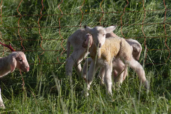 Agneau Nouveau Après Mère Brebis Accouchant Printemps Prairie Dans Sud — Photo