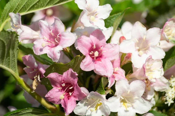 Flor Primavera Con Colores Brillantes Sur Alemania Una Bicicleta Campo — Foto de Stock