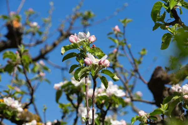 Південній Німеччині Сільській Місцевості Appletree Цвітуть Листя Красиві Синє Небо — стокове фото