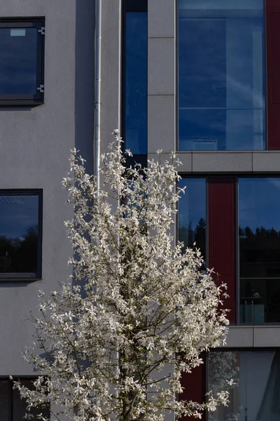 springtime blossom branch of tree on city facades in historical city of south germany happy holiday relaxing enjoy warm sunshine