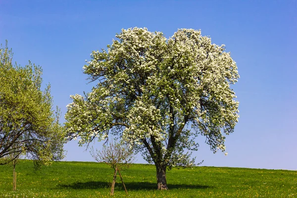 Manzano Con Flor Horizonte Cielo Azul Soleado Primavera Manzana Flor — Foto de Stock