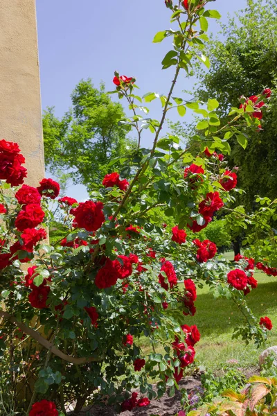 德国南部历史公园黄墙上的红玫瑰 — 图库照片
