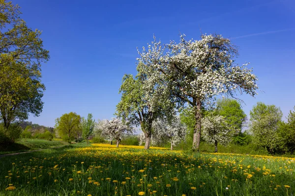 Löwenzahn Und Apfelbaum Blühender Blauer Himmel Frühling Ländliche Landschaft Süddeutschlands — Stockfoto