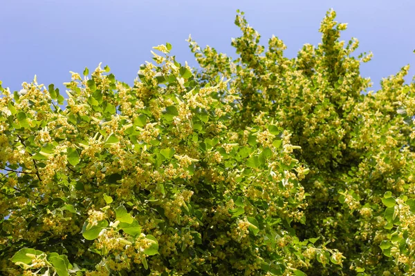 Linden Tree Blossom Historical Park Blue Sky Sunny Day — Stock Photo, Image