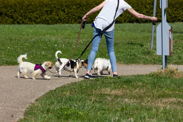 young lady walking with her dogs and putting dog dirt to pet bin