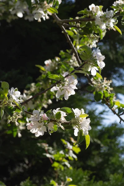 Весенний Цветок Зеленом Лугу Солнечный День Счастливый День Южной Германии — стоковое фото