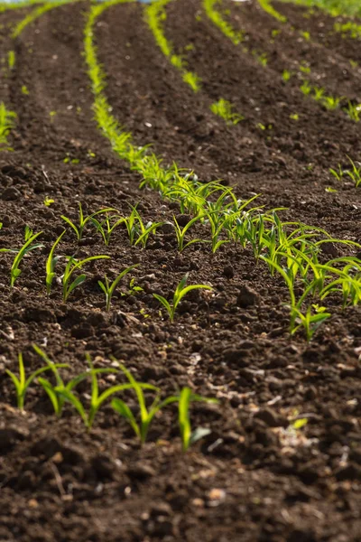 Jonge Maïs Planten Veld Lente Mei Zonnige Ochtend Zuid Duitsland — Stockfoto