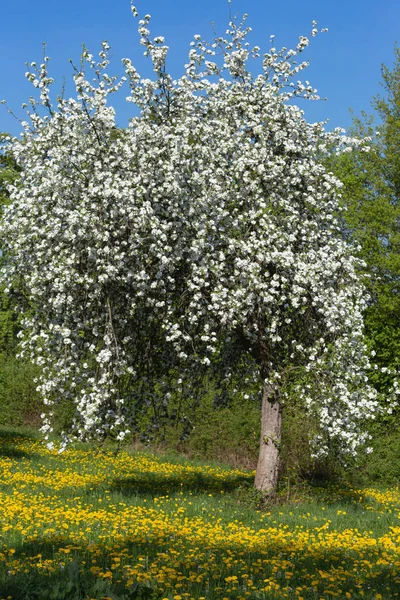 Apple Blossom Meadow Blue Sky Yellow Flowers Green Field South — Stock Photo, Image