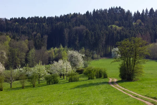 Macieira Árvore Flor Paisagem Sul Alemanha Primavera — Fotografia de Stock