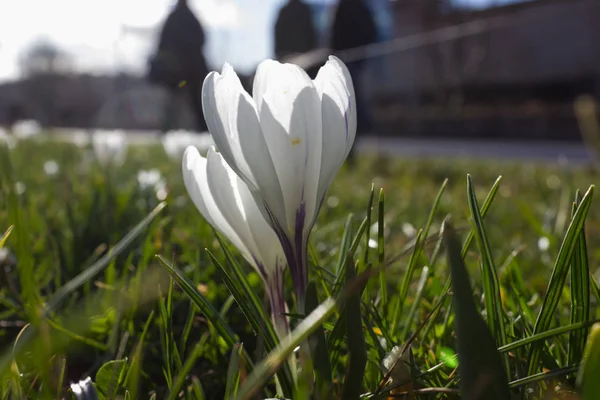 Early Spring Flowers Fresh Green Lawn Historical Park South Germany — Stock Photo, Image