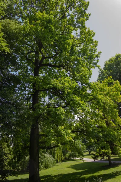 Tavaszi Zöld Fák Városi Park Dél Németország Történelmi Táj — Stock Fotó