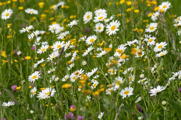 Wiesenblüte Ländlichen Raum Süddeutschlands — Stockfoto