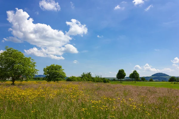 Ampia Vista Bellissimi Fiori Prato Primaverile Sul Cielo Azzurro Giornata — Foto Stock