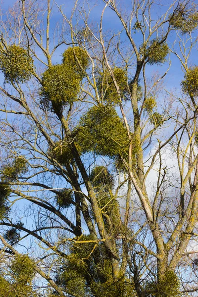 Árbol Cielo Azul Diciembre Advenimiento Día Soleado Sur Alemania Campo —  Fotos de Stock