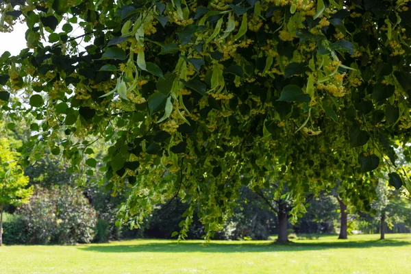 Linden Tree Blossom Historical Park Blue Sky Sunny Day — Stock Photo, Image