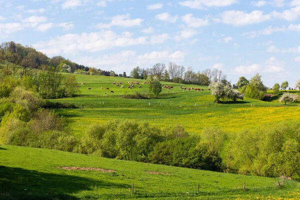 Springtime dandelion landscape in rural sout germany countryside