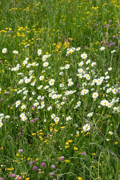 Wiesenblüte Ländlichen Raum Süddeutschlands — Stockfoto