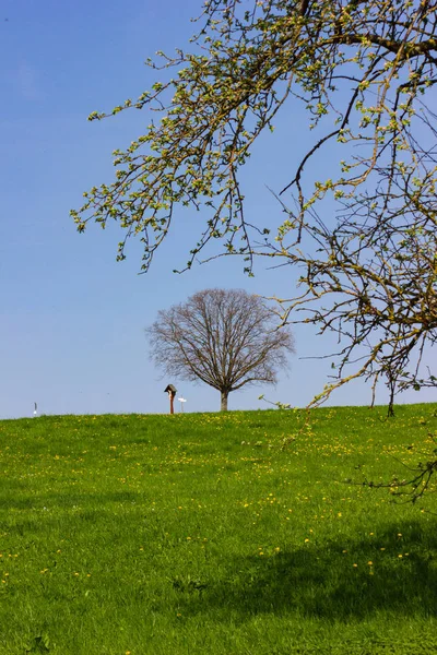 Tree Leaves Horizon Blue Sky Sunny Springtime Apple Blossom Green — Stock Photo, Image