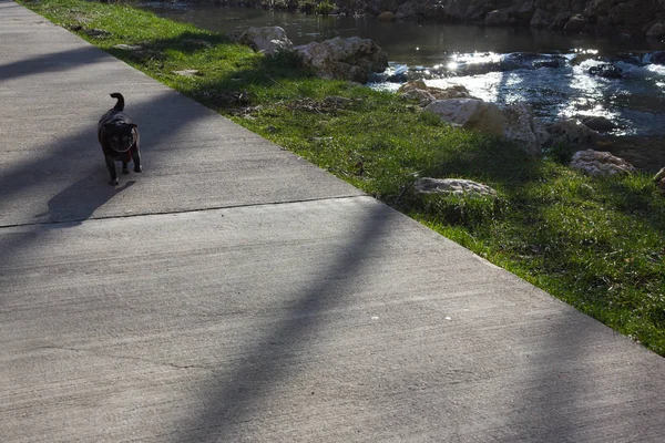 Fregonas Pug Llamado Adelheid Paseo Aire Libre Junto Río Febrero — Foto de Stock