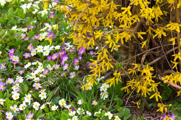 Flores Primavera Del Este Césped Verde Mirada Optimista Feliz Sur — Foto de Stock